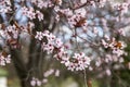 Wild plum tree flowers Royalty Free Stock Photo