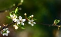 Wild plum tree in full bloom Royalty Free Stock Photo