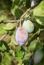 Wild plums in agriculutral fields in late summer in sunny day Royalty Free Stock Photo