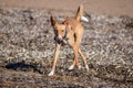 Wild podenco bronw dog in the beach Royalty Free Stock Photo