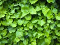 Wild poison green ivy wall texture pattern wallpaper plant background Royalty Free Stock Photo