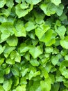 Wild poison green ivy wall texture pattern wallpaper plant background Royalty Free Stock Photo