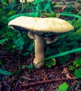Wild poison mushroom