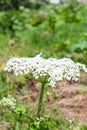 Wild poisonous dangerous flower hogweed in nature Royalty Free Stock Photo