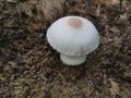 Wild poisonous stinking dapperling mushroom