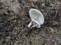 Wild poisonous stinking dapperling mushroom