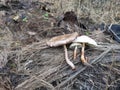 Wild poisonous stinking dapperling mushroom