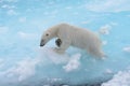 Wild polar bear going in water on pack ice Royalty Free Stock Photo