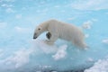 Wild polar bear going in water on pack ice