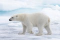 Wild polar bear going in water on pack ice in Arctic sea Royalty Free Stock Photo