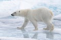 Wild polar bear going in water on pack ice