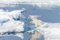 Two young wild polar bear cubs playing on pack ice in Arctic sea, north of Svalbard Royalty Free Stock Photo