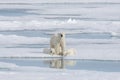 Wild polar bear mother and cub on the pack ice