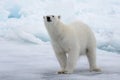 Wild polar bear on pack ice in Arctic sea Royalty Free Stock Photo