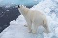 Wild polar bear on pack ice in Arctic sea from top