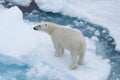 Wild polar bear on pack ice in Arctic sea from top