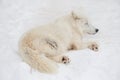 Wild polar wolf is lying and sleeping on white snow. Canis lupus arctos. White wolf or alaskan tundra wolf. Royalty Free Stock Photo
