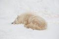 Wild polar wolf is lying and sleeping on white snow. Canis lupus arctos. White wolf or alaskan tundra wolf. Royalty Free Stock Photo