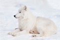 Wild polar wolf is lying on white snow. Arctic wolf or white wolf. Animals in wildlife.