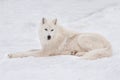 Wild polar wolf is lying on white snow. Arctic wolf or white wolf. Animals in wildlife.