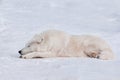 Wild polar wolf is sleeping on white snow. Arctic wolf or white wolf. Animals in wildlife. Royalty Free Stock Photo