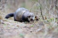 Wild polecat in forest