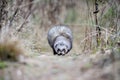 Wild polecat in forest