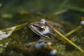 Wild pond frog eye close up macro view while resting on water,amphibian animals Royalty Free Stock Photo