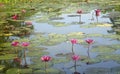 Wild pond with lotuses.