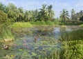 Wild pond with lotuses