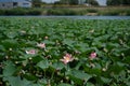 Wild pond with lotuses in the middle of residential buildings, in the suburbs of Almaty