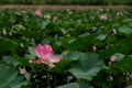 Wild pond with lotuses in the middle of residential buildings, in the suburbs of Almaty