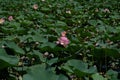 Wild pond with lotuses in the middle of residential buildings, in the suburbs of Almaty