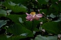 Wild pond with lotuses in the middle of residential buildings, in the suburbs of Almaty