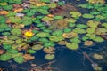 Wild pond surface overgrown with fringed water lily Nymphoides peltata natural background