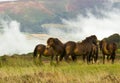 Wild Ponies Royalty Free Stock Photo