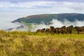 Wild Ponies Royalty Free Stock Photo