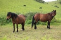 Wild Ponies along the South West coast of England in Devon Royalty Free Stock Photo