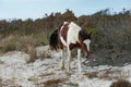 A piebald wild pony grazes on Assateague Island