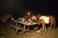 Wild ponies in Assateague Park eating the food of campers Royalty Free Stock Photo