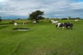 Ponies near Minons Royalty Free Stock Photo