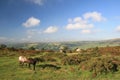 Wild ponies on Bonehill Down