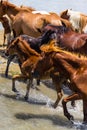 Wild Ponies of Chincoteague Island Royalty Free Stock Photo