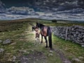 Wild Ponies Of Dartmoor National Park Devon uk Royalty Free Stock Photo