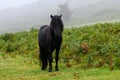 Wild ponies on Dartmoor National Park Royalty Free Stock Photo