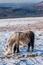 Wild ponies feeding on moorland in the snow Royalty Free Stock Photo