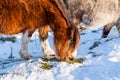 Wild ponies feeding on moorland in the snow Royalty Free Stock Photo