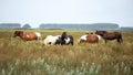 Wild ponies of the Gower Peninsula, Wales, UK Royalty Free Stock Photo