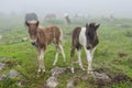 Wild ponies, Grayson Highlands, Virginia Royalty Free Stock Photo