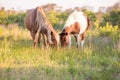 Wild ponies grazing at Assateague Island, MD Royalty Free Stock Photo